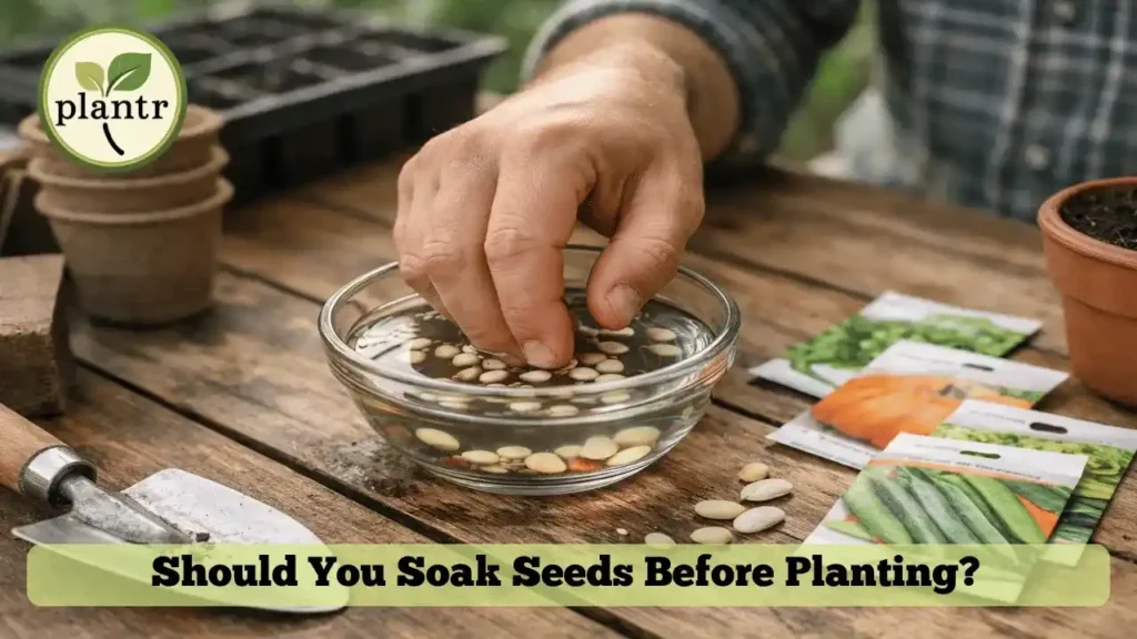 Should You Soak Seeds Before Planting