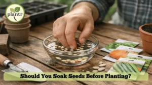 Should You Soak Seeds Before Planting?