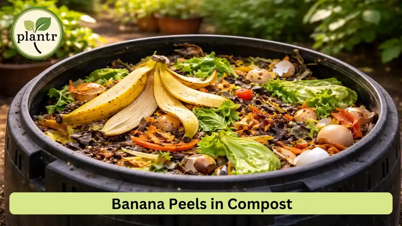 banana peels added to compost bin as kitchen waste fertilizer for plants