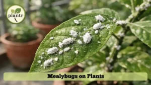Mealybugs Treatment for Potted Plants